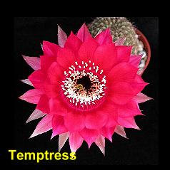 Temptress.4.1.jpg 